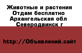 Животные и растения Отдам бесплатно. Архангельская обл.,Северодвинск г.